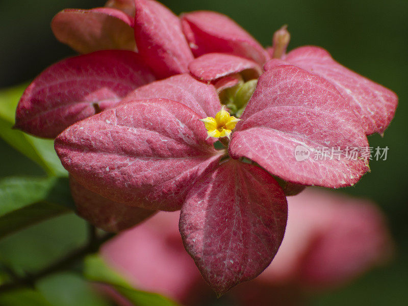 热带山茱萸，Mussaenda cv Magsaysay